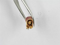 紅菇屬藏品圖，第4張