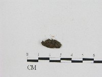 小菇屬藏品圖，第1張