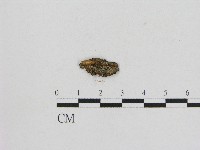 小菇屬藏品圖，第3張
