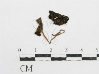 鬼傘屬藏品圖，第3張