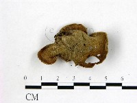 毛木耳藏品圖，第3張