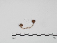 登錄號:F0004434藏品圖，第3張