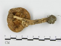 登錄號:F0004435藏品圖，第3張