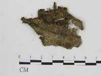 小菇屬藏品圖，第1張