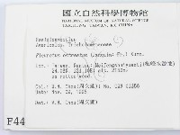 糙皮側耳藏品圖，第2張