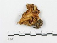 糙皮側耳藏品圖，第1張