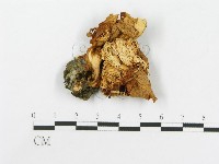 糙皮側耳藏品圖，第3張