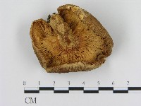 登錄號:F0004438藏品圖，第3張