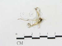 登錄號:F0004439藏品圖，第1張