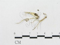 登錄號:F0004439藏品圖，第3張