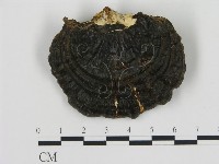 登錄號:F0004443藏品圖，第1張