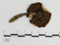 登錄號:F0004445藏品圖，第3張