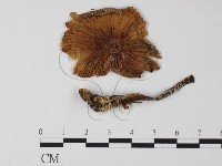 登錄號:F0004446藏品圖，第1張