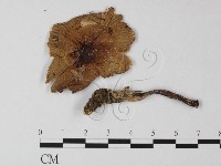 登錄號:F0004446藏品圖，第3張