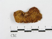 登錄號:F0004447藏品圖，第1張