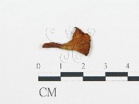 杯傘屬藏品圖，第1張