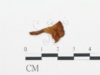 杯傘屬藏品圖，第3張