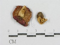 紅菇屬藏品圖，第1張