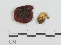 紅菇屬藏品圖，第3張