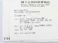 杯傘屬藏品圖，第2張