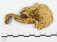 杯傘屬藏品圖，第1張