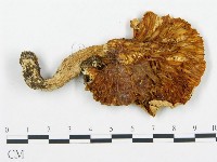 杯傘屬藏品圖，第3張