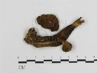 登錄號:F0004451藏品圖，第3張