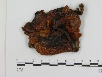 登錄號:F0004456藏品圖，第1張