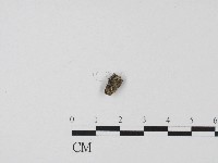 登錄號:F0004457藏品圖，第1張