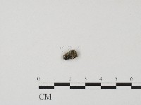 登錄號:F0004457藏品圖，第3張