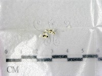 登錄號:F0004462藏品圖，第1張