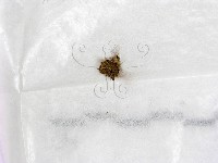 登錄號:F0004468藏品圖，第1張