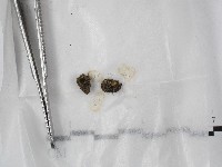 登錄號:F0004470藏品圖，第1張