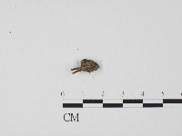 登錄號:F0004474藏品圖，第1張