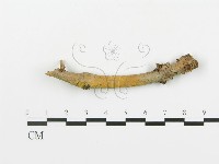 登錄號:F0004477藏品圖，第1張