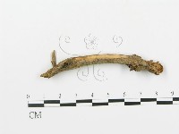 登錄號:F0004477藏品圖，第5張