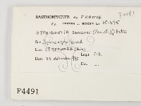 冇骨消絲齒菌藏品圖，第2張