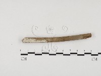 冇骨消絲齒菌藏品圖，第3張