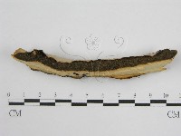 登錄號:F0004507藏品圖，第5張
