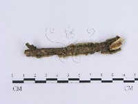 登錄號:F0004509藏品圖，第3張