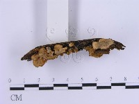 登錄號:F0004510藏品圖，第4張