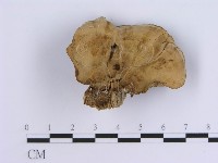 登錄號:F0004511藏品圖，第1張