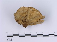 登錄號:F0004511藏品圖，第3張