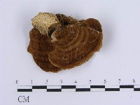 登錄號:F0004511藏品圖，第4張