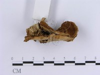 登錄號:F0004511藏品圖，第5張