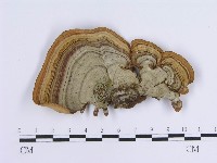 登錄號:F0004512藏品圖，第1張