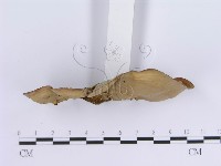 登錄號:F0004512藏品圖，第4張