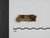 登錄號:F0004513藏品圖，第1張