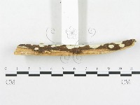 登錄號:F0004514藏品圖，第5張