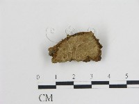 登錄號:F0004517藏品圖，第1張